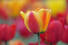 Immagine profilo di floare-demai